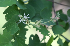 Bauhinia racemosa